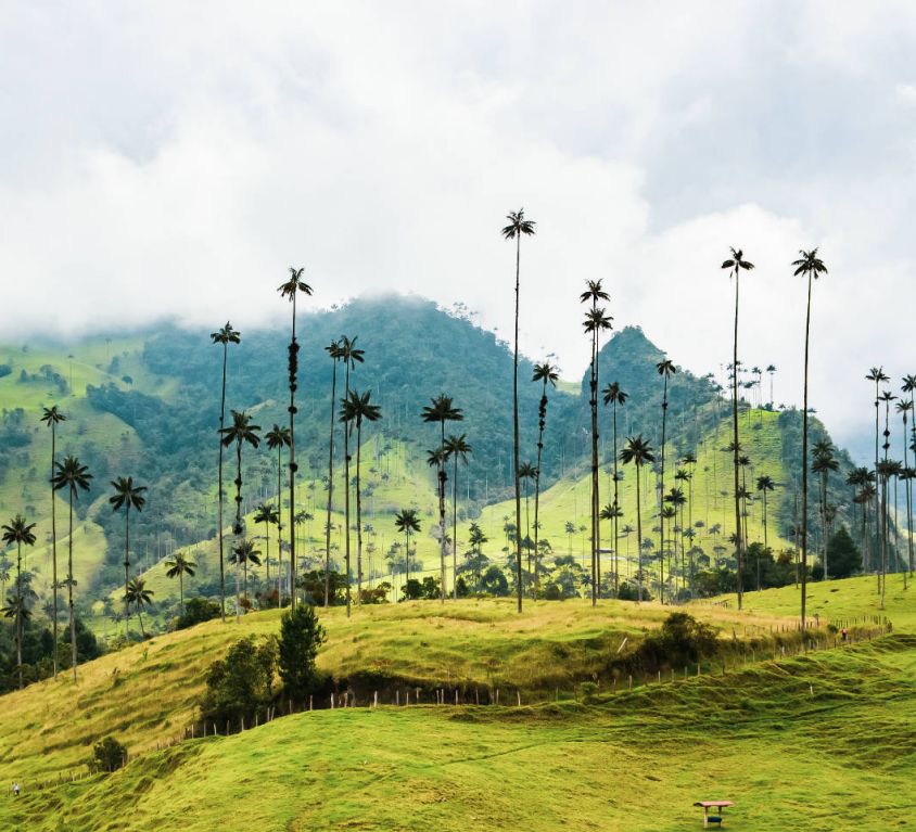 cocora